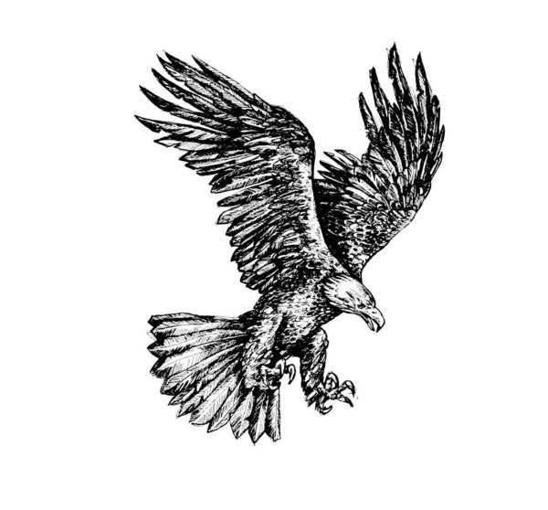 black and white illustration of a bird