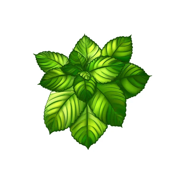 熱帯の葉のベクトルセット — ストックベクタ