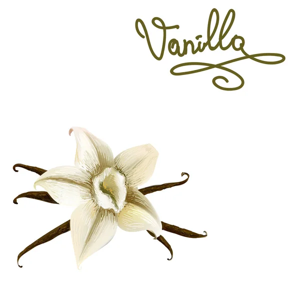 Fleur Vanille Illustration Vectorielle Lettrage — Image vectorielle