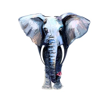 Beyaz arkaplanda izole edilmiş fil