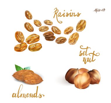 Fındık ve kuru üzüm vektör çizimi kümesi