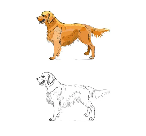 Mano Dibujado Perro Vector Ilustración — Archivo Imágenes Vectoriales