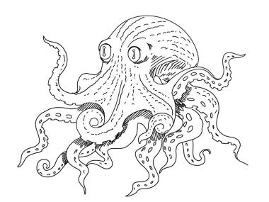 octopus hand drawn illustration