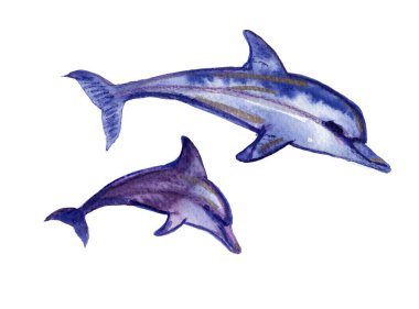 hand drawn illustration of dolphins