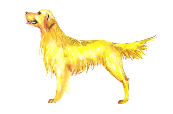 Собака Нарисованная Вручную Белом Фоне — стоковое фото