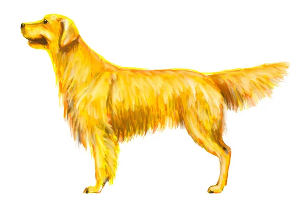 Cão Recuperação Ouro Labrador Ilustração Realista — Fotografia de Stock