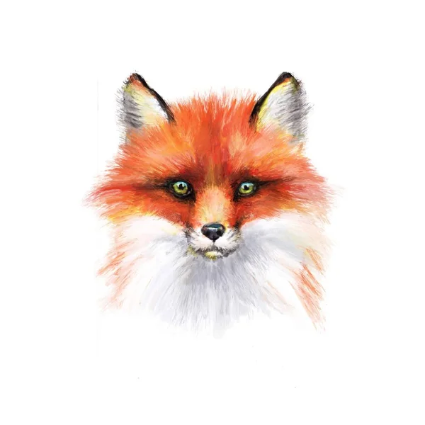 Fox Illustration Print Design Template — Stock Photo, Image