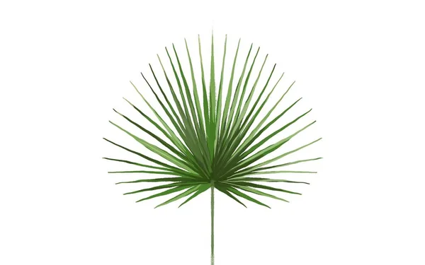 Palm Boom Blad Illustratie — Stockfoto