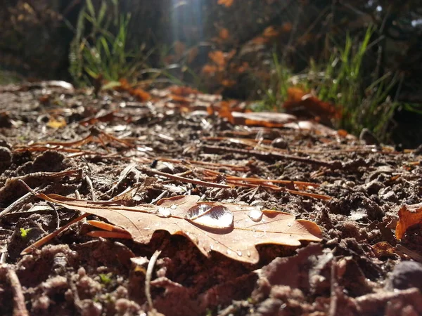 Autumn Leaf Autumn Oak Forest — Stock Photo, Image