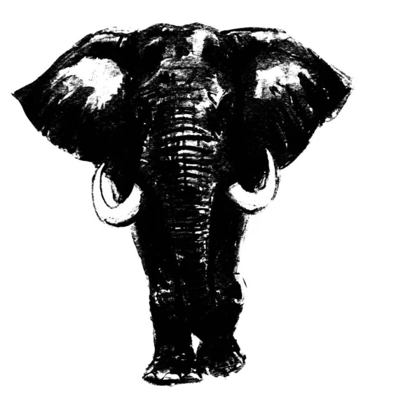 Modelo Diseño Impreso Ilustrado Por Animales Elefantes —  Fotos de Stock