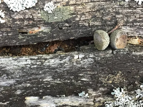 木の古い森の幹流木 — ストック写真