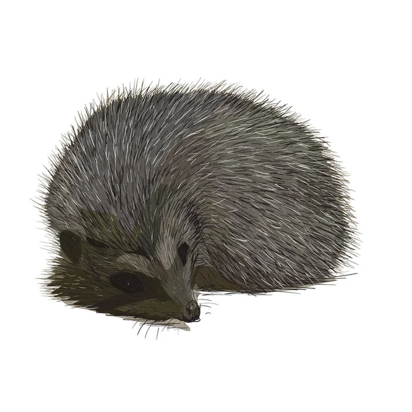 Hedgehog Illustration Character Animal — Stock Vector