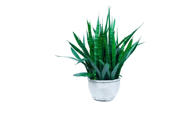 Groene Ingegoten Plant Bomen Pot Van Cement Geïsoleerd Witte Achtergrond — Stockfoto