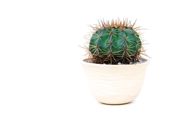 Plante Pot Cactus Vert Arbres Dans Pot Ciment Isolés Sur — Photo