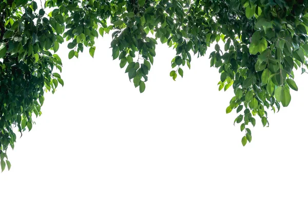Hranice Zelené Listy Stromové Listí Rám Izolovaných Bílém Pozadí Kopií — Stock fotografie