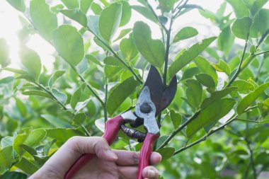 Bahçıvan, arka planda budama makası olan ağaçları buduyor..