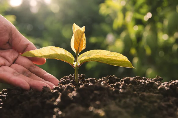 Pouring a young plant from hand. Gardening and watering plants.