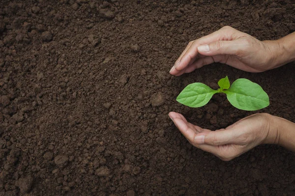 Mão Protegendo Uma Planta Jovem Verde Com Crescimento Solo Fundo — Fotografia de Stock