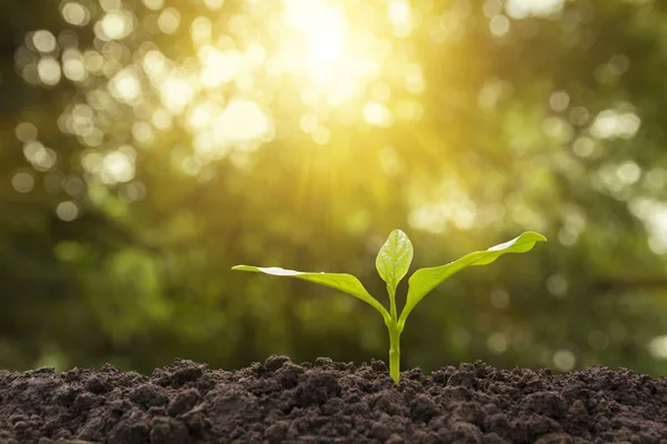 Planta Verde Jovem Crescendo Solo Fundo Natureza — Fotografia de Stock