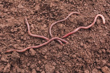 Dünya Worms sağlıklı toprak yakın çekim.