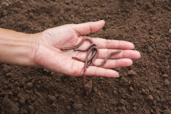 Vrouwelijke Hand Met Aarde Wormen Handen Met Gezonde Aarde — Stockfoto