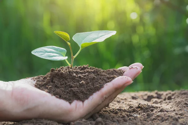 Menselijke Handen Met Groene Kleine Plant Leven Concept Ecologie Concept — Stockfoto