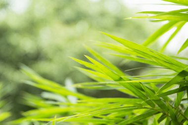 Yeşil yaprak kapatın. Doğa zemin üzerine Yeşil taze bitkiler.