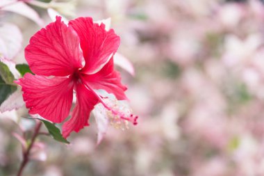 Makro tatlı çiçek. Doğa arka plan üzerinde beyaz çiçekler kadar kapatın.