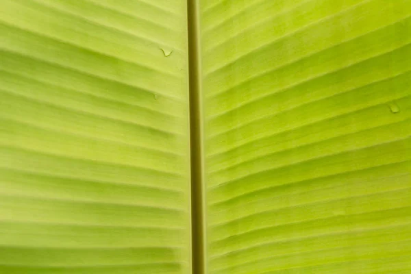 Зеленый Лист Макро Зеленые Свежие Растения Закрываются Задний План — стоковое фото