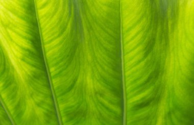 Yeşil yaprak makro. Yeşil taze bitkiler için arka plan yakın çekim