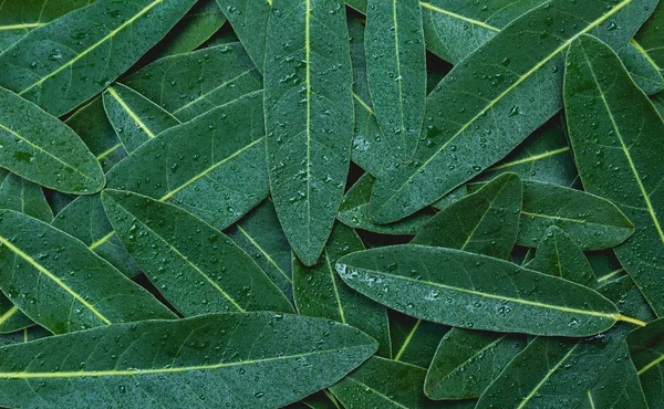 Green Leaf Macro Green Fresh Plants Close Background — Stock Photo, Image
