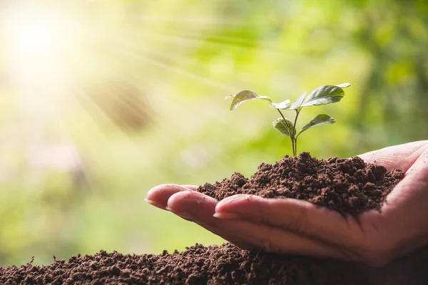 Mãos Humanas Segurando Verde Conceito Vida Pequena Planta Conceito Ecologia — Fotografia de Stock