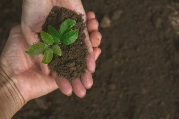 Lidské Ruce Držící Zelené Malé Rostliny Splácení Koncept Ekologie — Stock fotografie