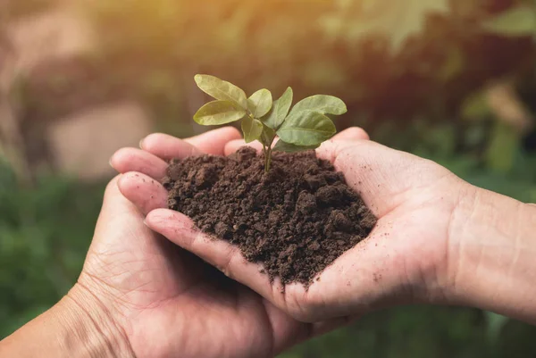 Mãos Humanas Segurando Verde Conceito Vida Pequena Planta Conceito Ecologia — Fotografia de Stock