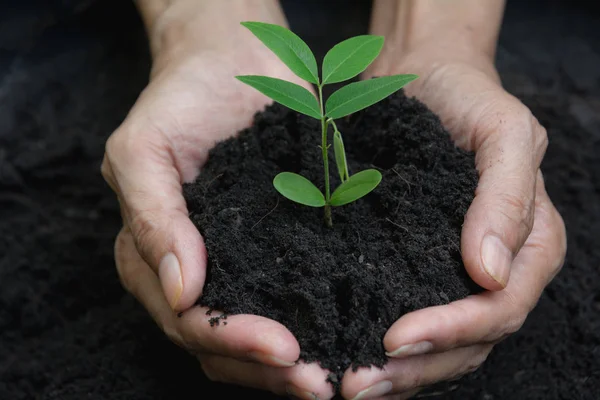 Mãos Humanas Segurando Verde Conceito Vida Pequena Planta Conceito Ecologia — Fotografia de Stock