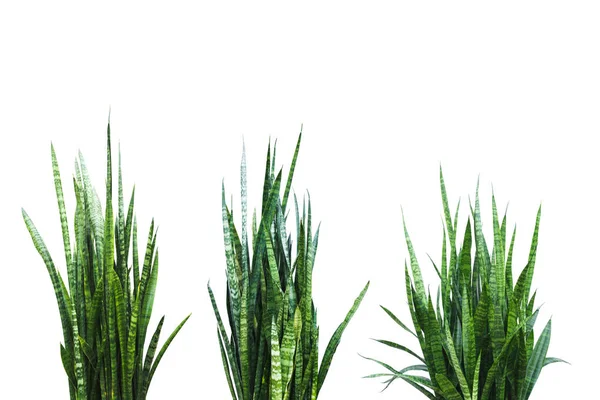 Grüne Und Frische Aloe Vera Pflanze Isoliert Auf Weißem Hintergrund — Stockfoto