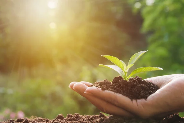 Mãos Humanas Segurando Verde Conceito Vida Pequena Planta Conceito Ecologia — Fotografia de Stock