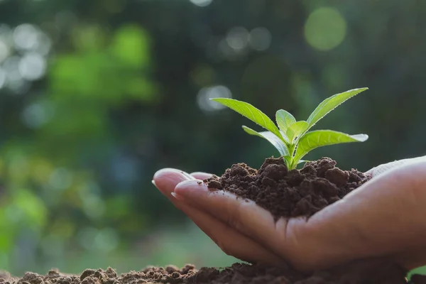 Mãos Humanas Segurando Verde Conceito Vida Pequena Planta Conceito Ecologia — Fotografia de Stock