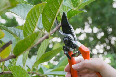 Gardener pruning trees with pruning shears on nature background. clipart