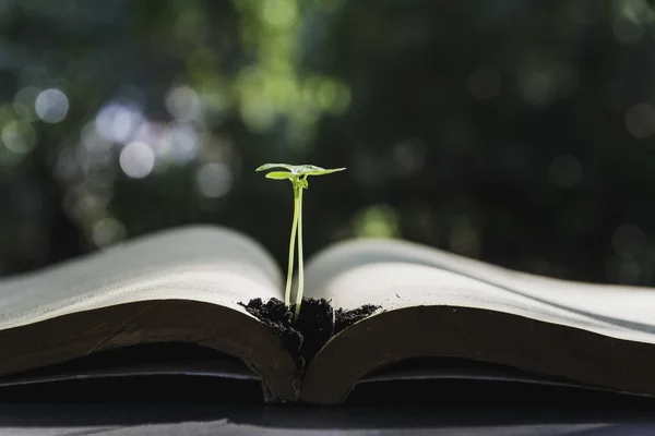 Pianta Verde Mucchio Libro Sul Tavolo Copia Spazio Inserire Testo — Foto Stock