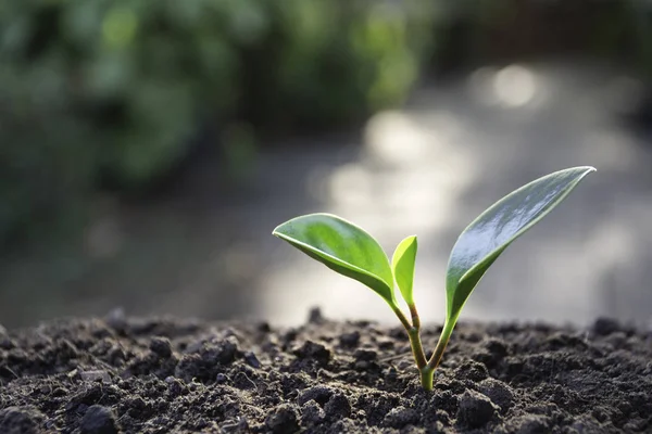 Grønn Ung Plante Som Vokser Jord Med Naturbakgrunn – stockfoto