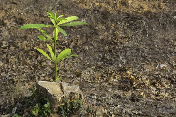 Groene Jonge Plant Groeien Dode Boomstronk Kopie Ruimte Voor Tekst — Stockfoto