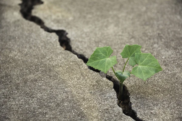 Jeune Plante Verte Poussant Sur Sol Brisé — Photo