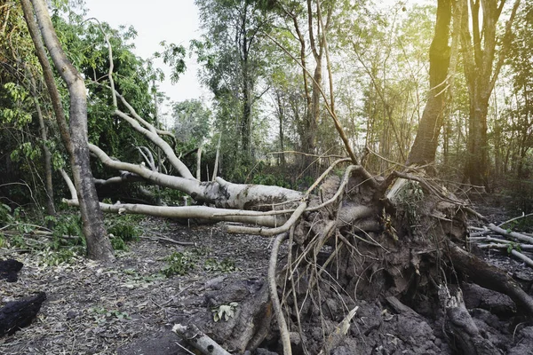 森林里的落叶树。一个倒下的和死的树在中间 — 图库照片