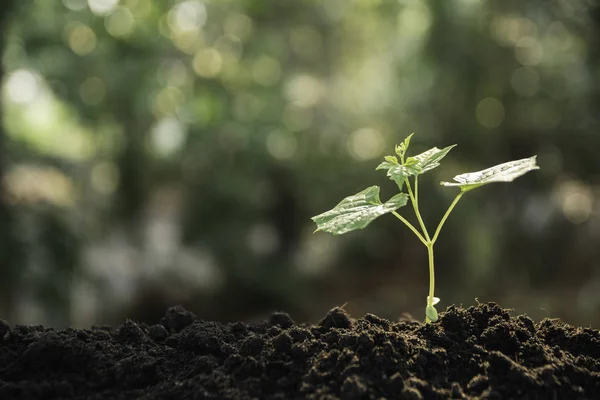 Såing og plantedyrking i jord og kopieringsplass for tekst – stockfoto