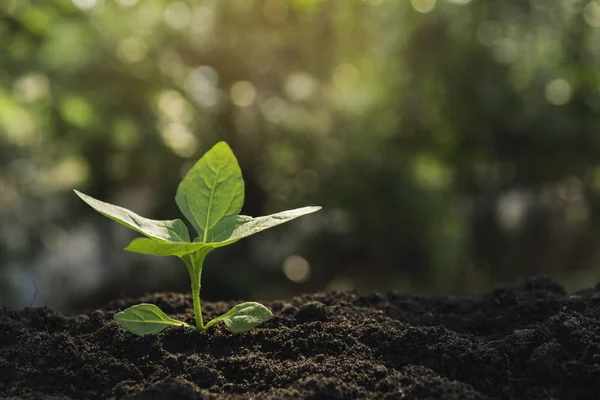 Zaailing en plant groeit in de bodem en kopie ruimte voor invoegen tex — Stockfoto