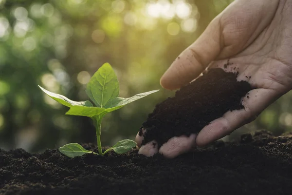 Plántulas y plantas que crecen en el suelo y espacio de copia para insertar tex — Foto de Stock