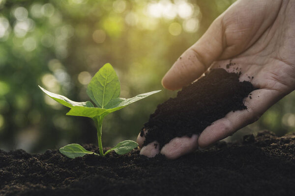 Seedling and plant growing in soil and copy space for insert tex