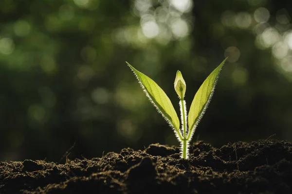 Plántulas y plantas que crecen en el suelo y espacio de copia para insertar tex — Foto de Stock