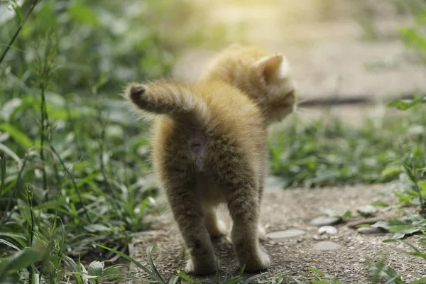 Un adorable gatito rojo jugando al aire libre. Retrato de k rojo — Foto de Stock